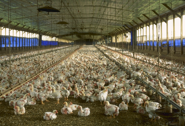 Thousands of chickens in a poultry barn.