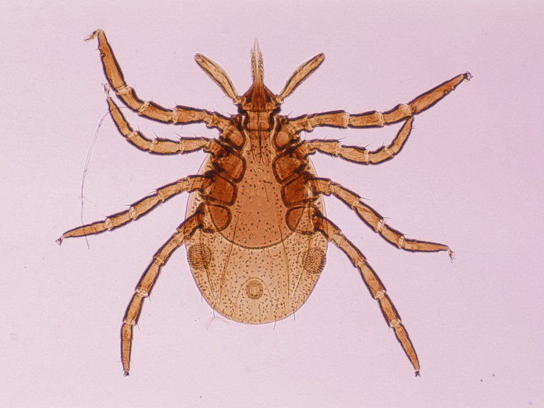 5 Signs of Lyme Disease You Really Shouldn’t Ignore