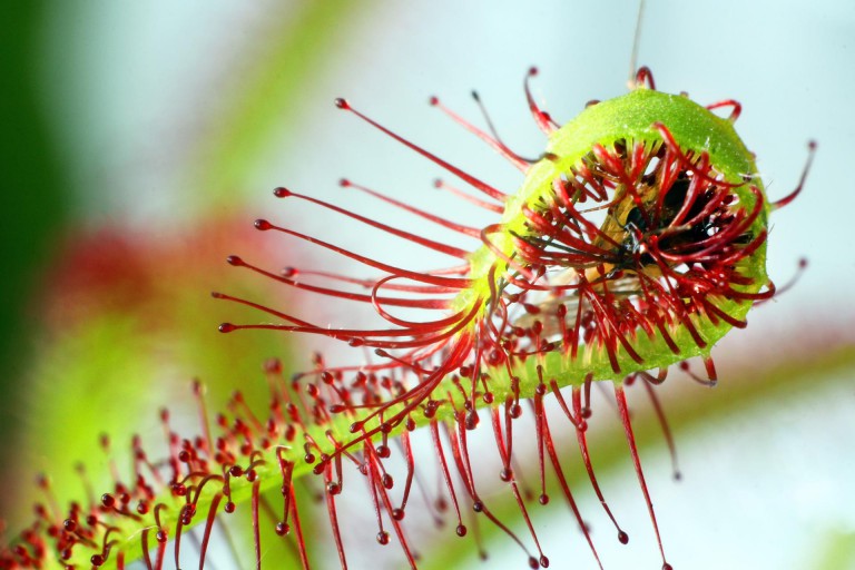 Sundew-inspired spray may turn crop plants into pest-catchers