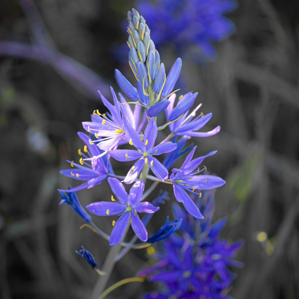 Ancient Roots, Modern Insights: New Study Reveals Age-Old Secrets of Camas Cultivation