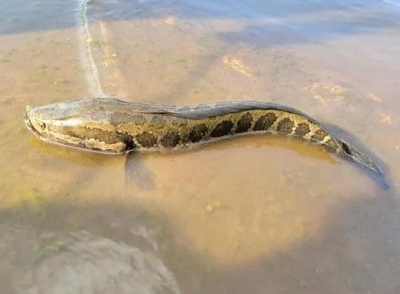 Snake-Headed Fish That Can Breathe Air And Slither On Land Caught In Missouri