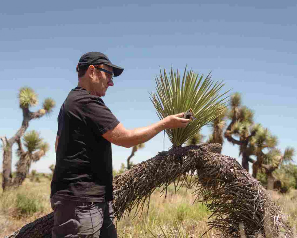 Can you make music from Joshua trees — or is that wild science? Yes.