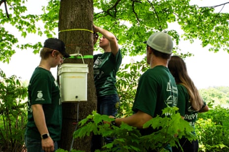 ‘It’s the future of sugar’: new technology feeds Vermont maple syrup boom amid climate crisis