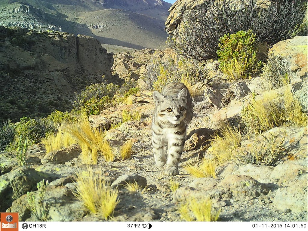 How Camera Traps Capture Rare Wildlife Candids