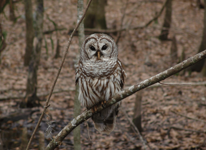The US Plans To Kill 450,000 Owls To Save Another Species