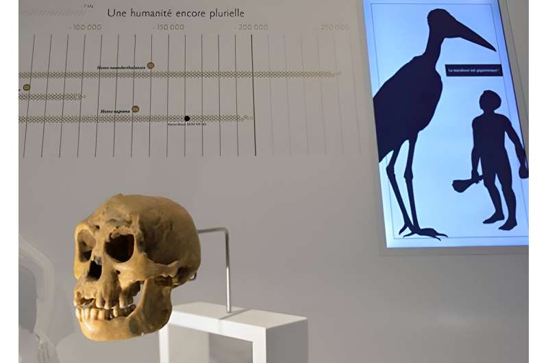 Discovery of tiny bone sheds light on mysterious 'hobbit' humans