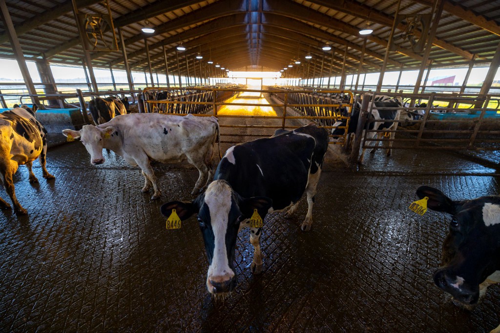 US movement to limit CAFO pollution emboldened by Michigan court ruling
