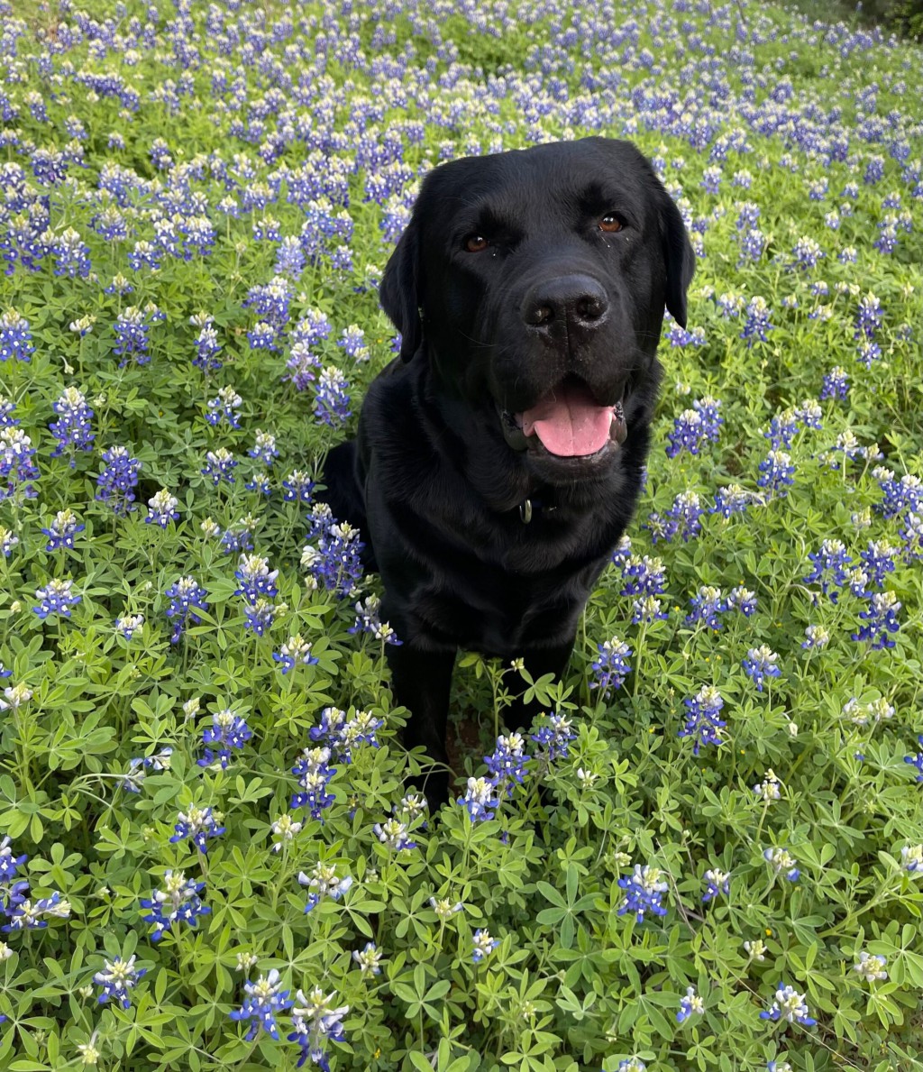 Other Barks & Bites for Friday, August 30: WIPO Publishes Top Technology Cluster List; Romania Joins Unitary Patent System; TikTok Trend Sparks Trademark Controversy