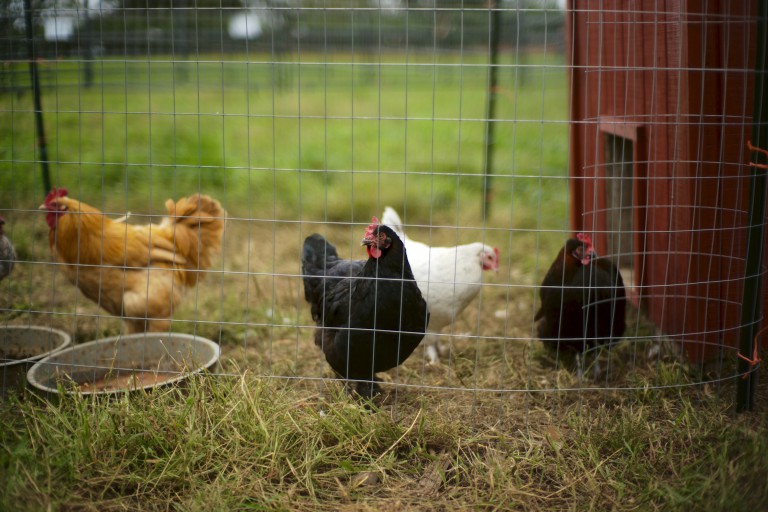 11 Things To Know About Before Getting Chickens as Pets