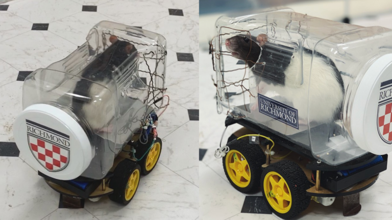 Rats Enjoy Driving Tiny Cars, Scientists Find