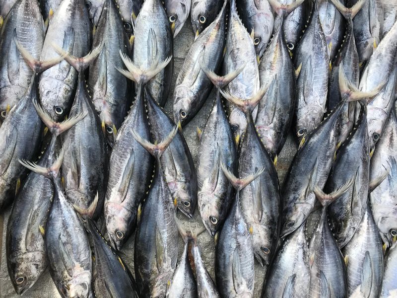 Why Is Tuna So High In Mercury, And How Much Tuna Is Too Much?