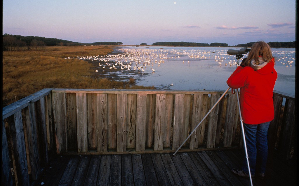 Birding Is a Much (Much) Bigger Industry Than You Knew