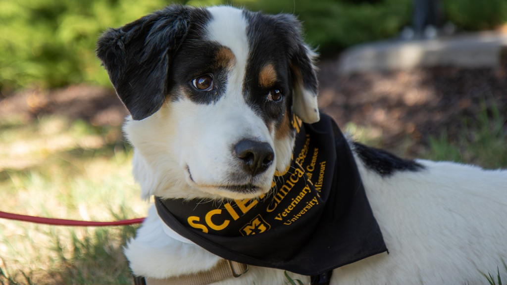 New therapy for dogs with cancer shows promise