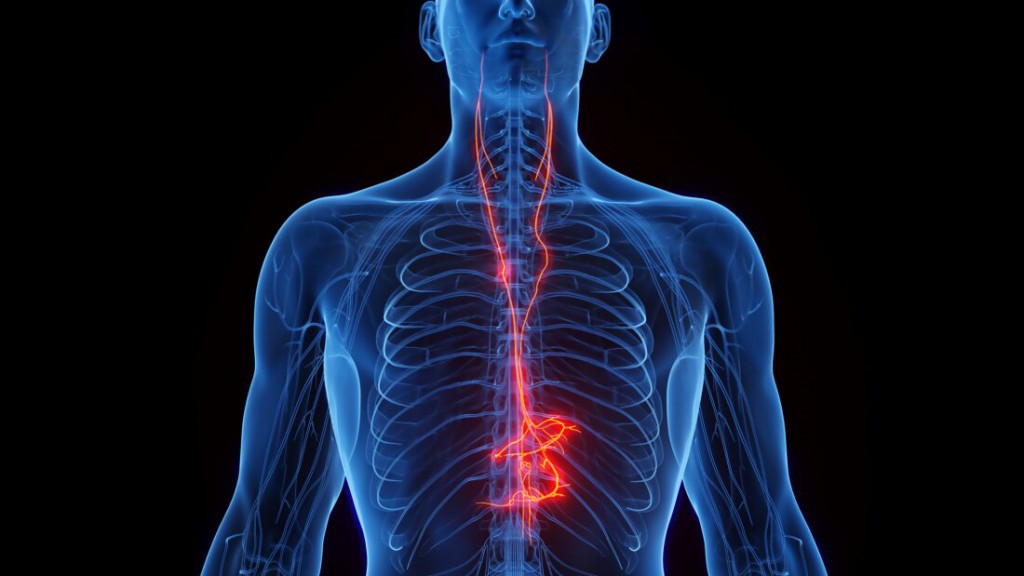 Vagus nerve stimulation may tame autoimmune diseases