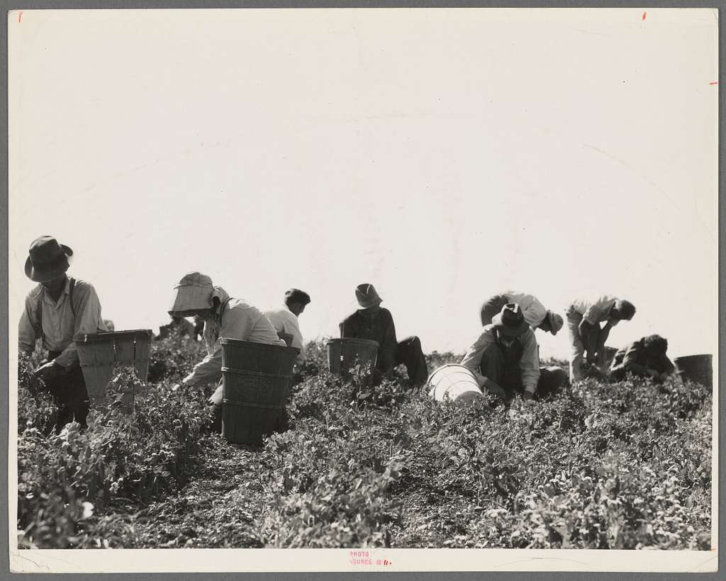 Migratory farm workers harvesting peas in 1937.