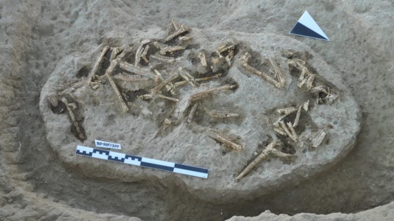 10-Million-Year-Old Secrets: Ancient Fossils Rewrite the Story of Mammal Evolution