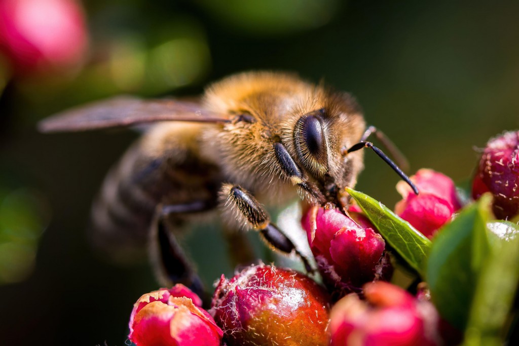 Tesla CEO Heads Back Home, Leaving A Potential Honeybee Crisis Behind
