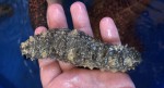 Sea cucumber compound could be key to a new cancer therapy