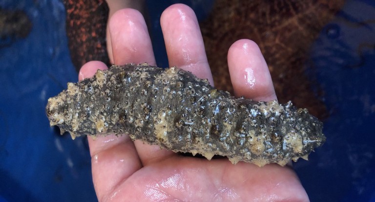 Sea cucumber compound could be key to a new cancer therapy