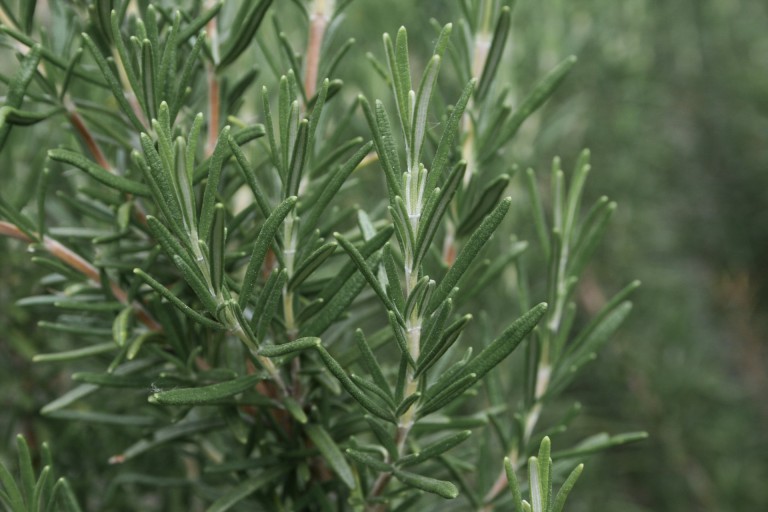 Rosemary has been linked to better memory, lower anxiety and even protection from Alzheimer’s