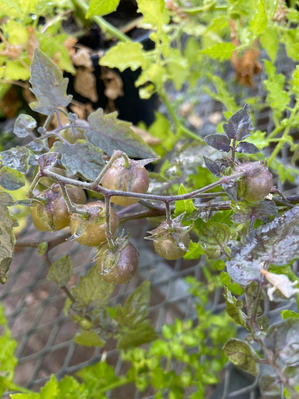Tomatoes in the Galápagos are quietly de-evolving