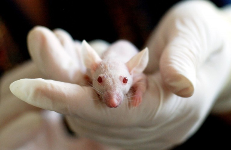 Scientists Gene Hack Mice So Their Livers Produce Their Own Ozempic-Like Drug
