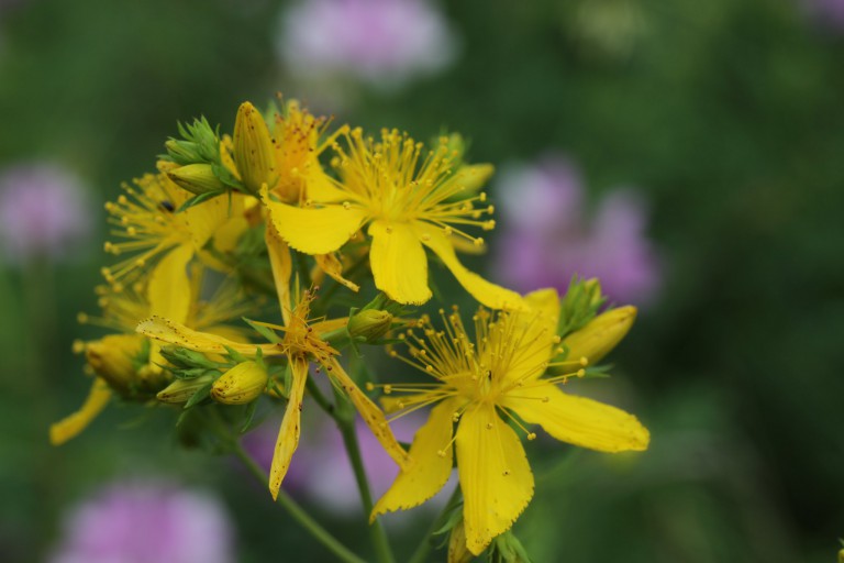 Does St. John’s wort really increase serotonin?