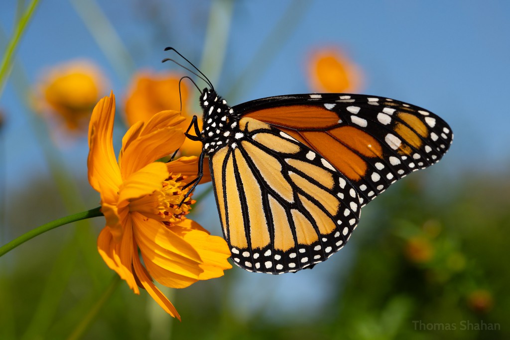 Mass Die-Off of Western Monarch Butterflies Linked to Pesticides, Study Finds
