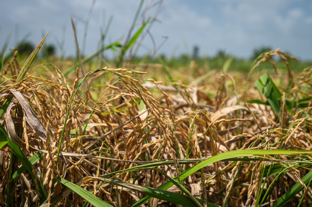 The Floods Kept Coming. He Needed to Grow a Crop That Would Thrive in Water — or to Quit.