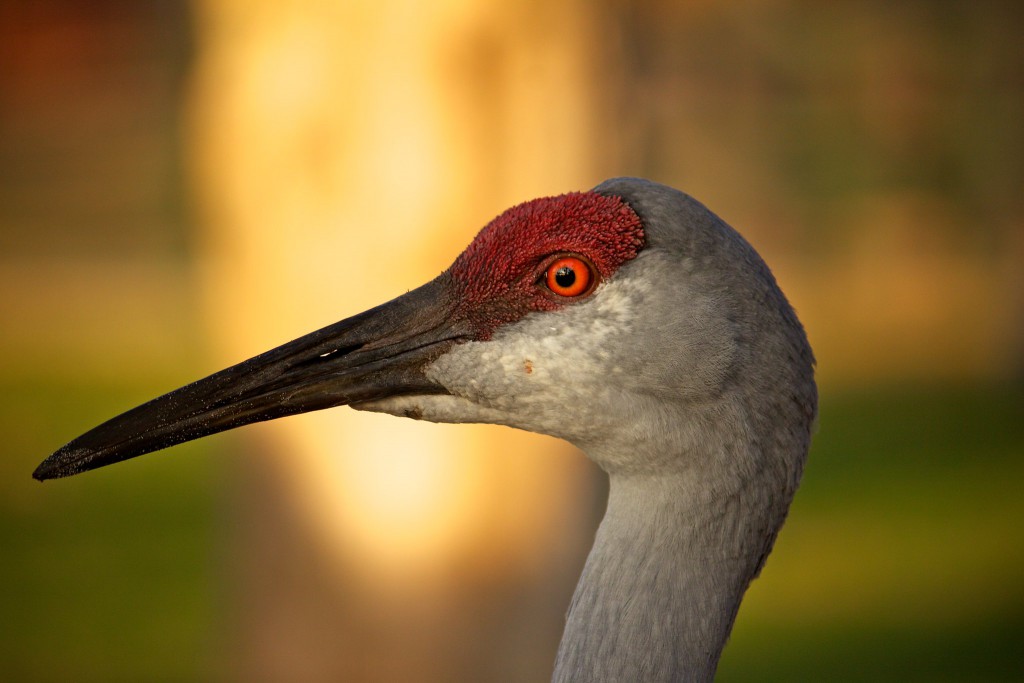 The surprising recovery of once-rare birds
