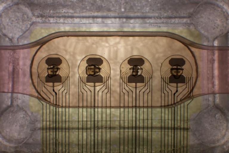 'Wetware': Scientists use human mini-brains to power computers