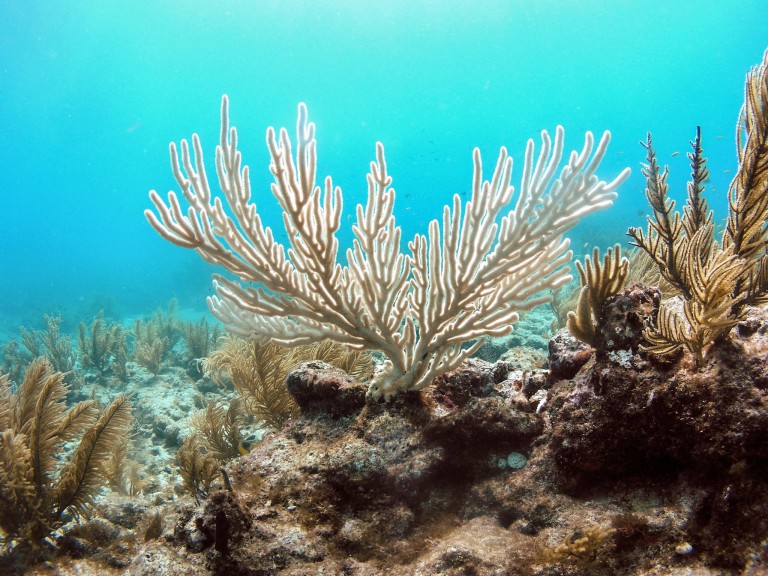 Mass Coral Die-Offs Confirm First Breach of a Major Climate Tipping Point