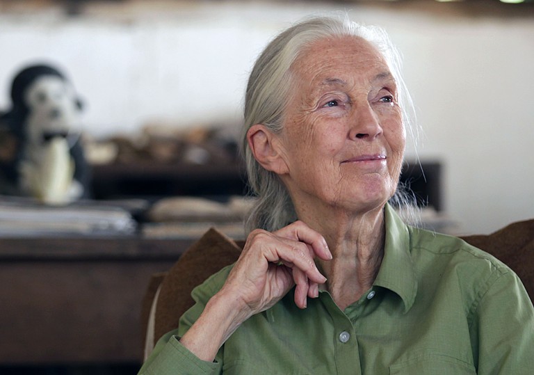 Jane Goodall, the gentle disrupter whose research on chimpanzees redefined what it meant to be human