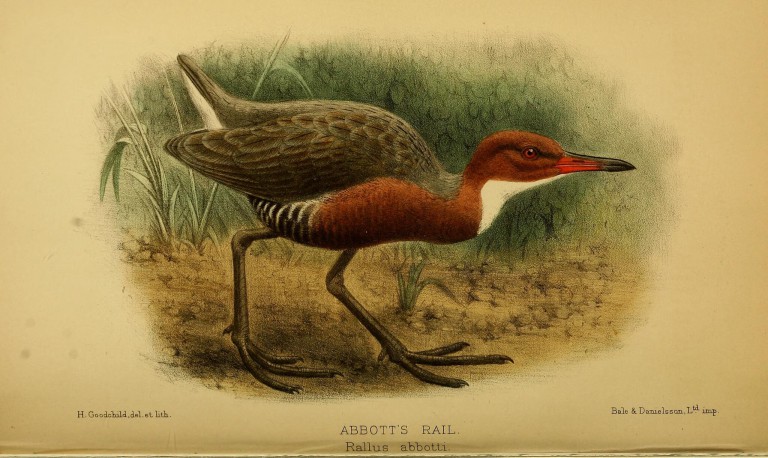 If humans went extinct, could we re-evolve?