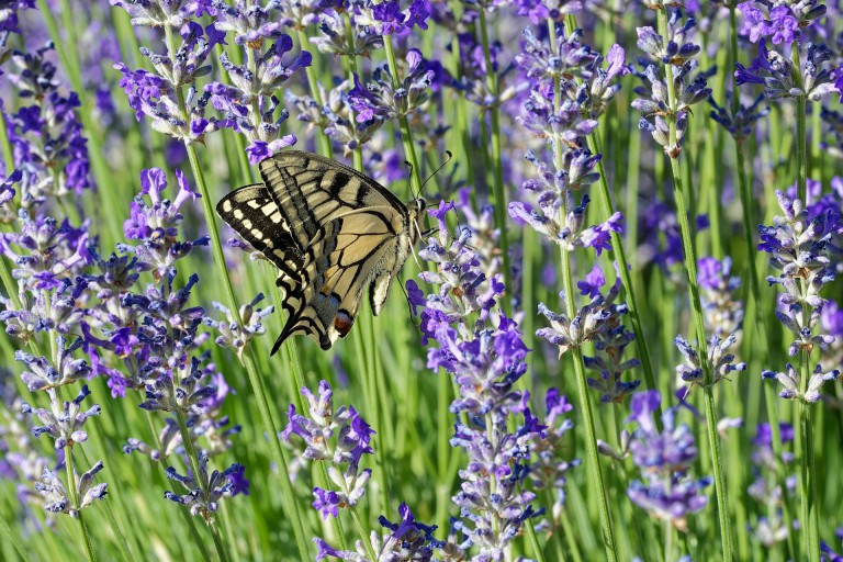A KCK lavender farm grew from a desire to help sex trafficking victims