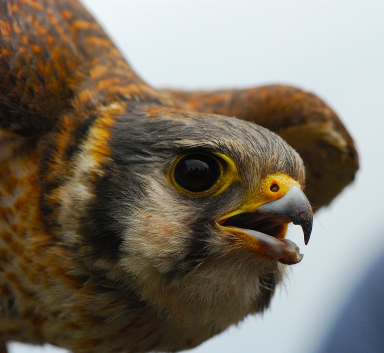 Tiny Falcons Are the New Food Safety Patrol in Cherry Orchards