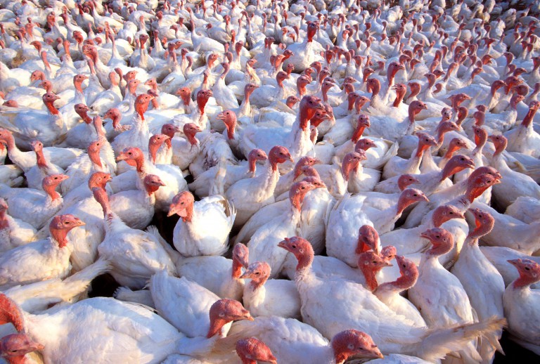 What the Rise in Bird Flu Means