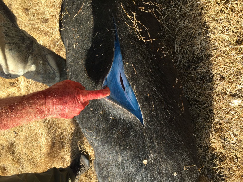 Wild Pigs Turned 'Neon Blue' in California, Triggering Warnings