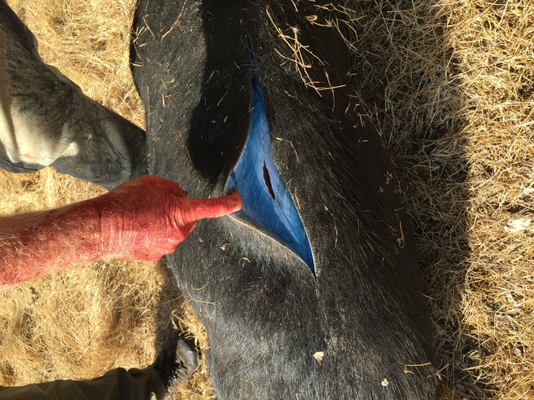 Wild Pigs Turned 'Neon Blue' in California, Triggering Warnings