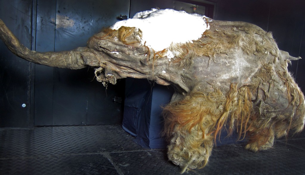 Scientists Successfully Extract 40,000-Year-Old RNA From Woolly Mammoth