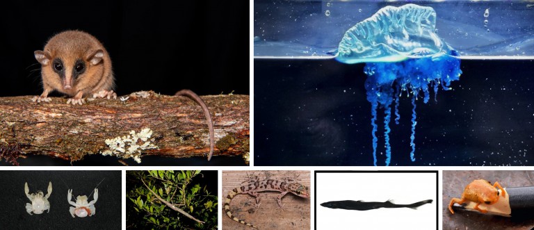 Meet 14 of the New and Unusual Species of 2025 — From Death Ball Sponges to Pumpkin Toads