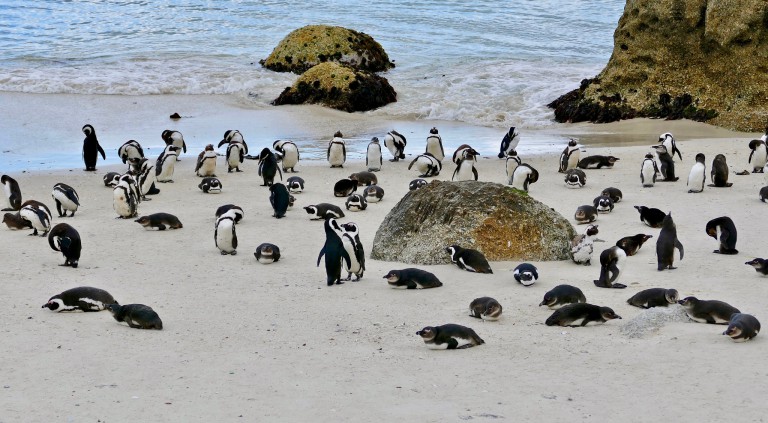 62,000 African Penguins Starving to Death Highlights Humanity-Driven Extinction Crisis