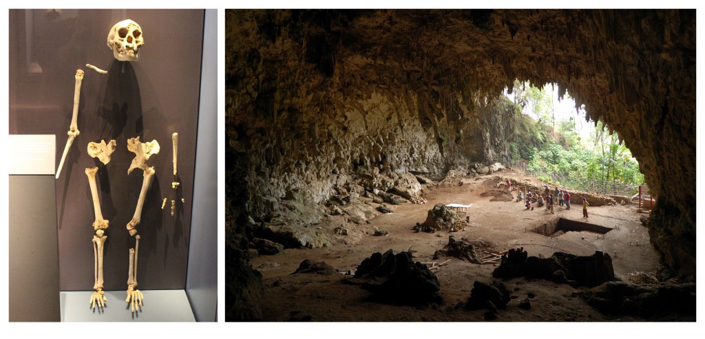 Scientists Investigate What Killed Off Hobbit-Like Species