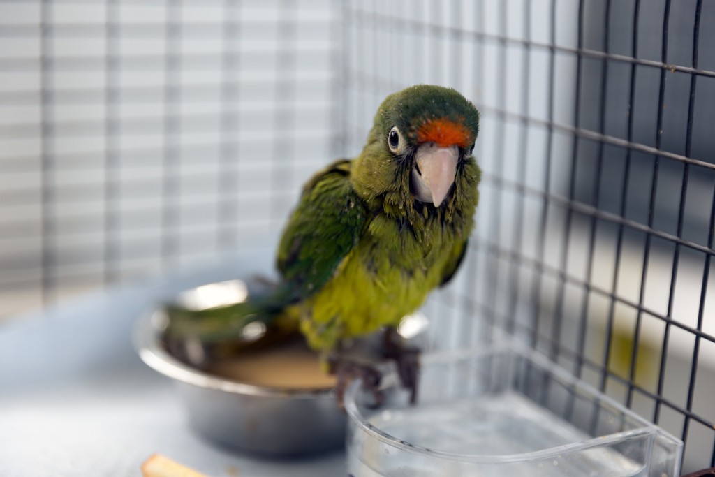 It’s ‘whack-a-mole’: Alarming rise in pet trade fuels wildlife trafficking into California