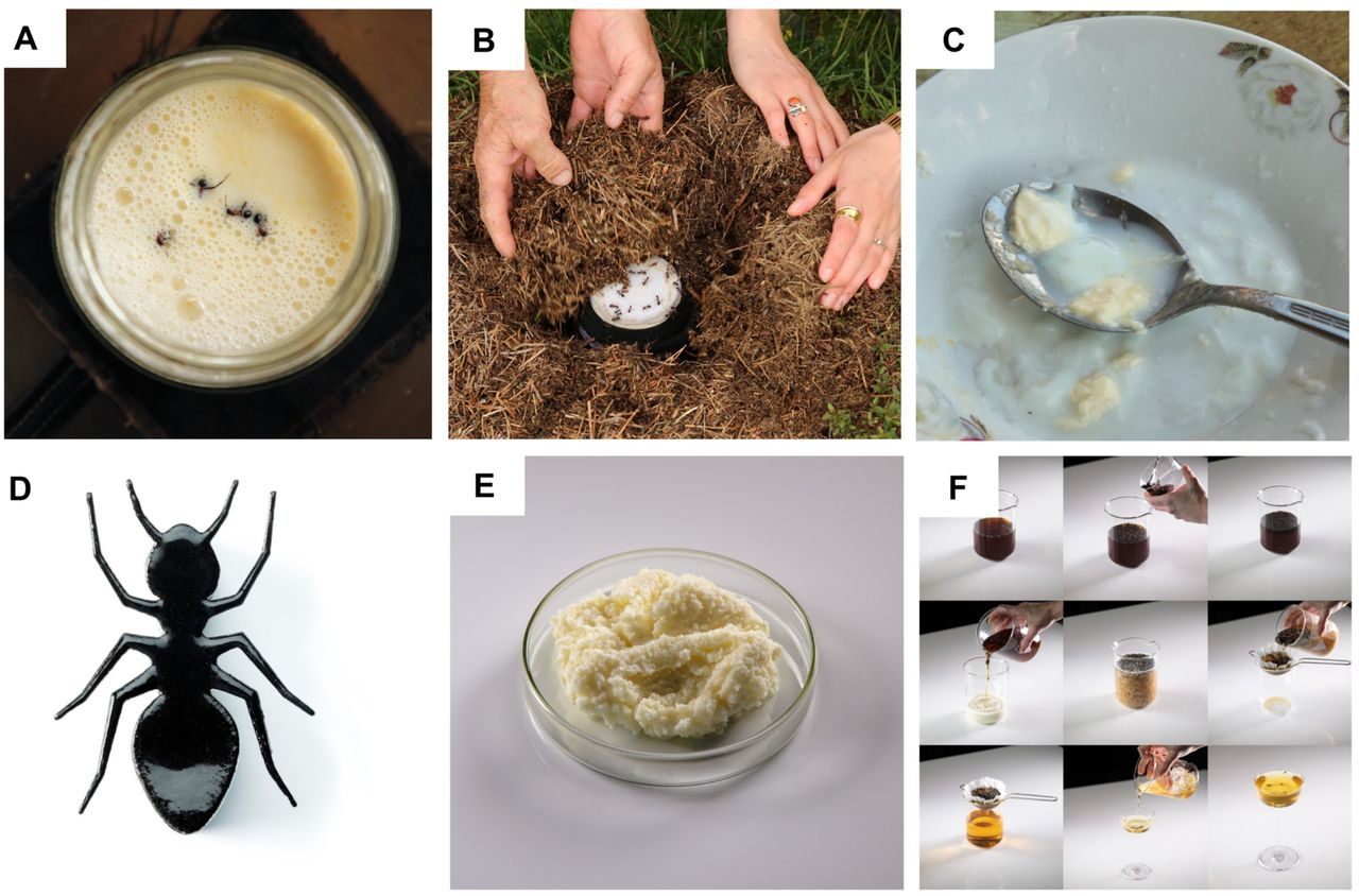 Antsy About Getting Old? How About Some Ant-Yogurt?