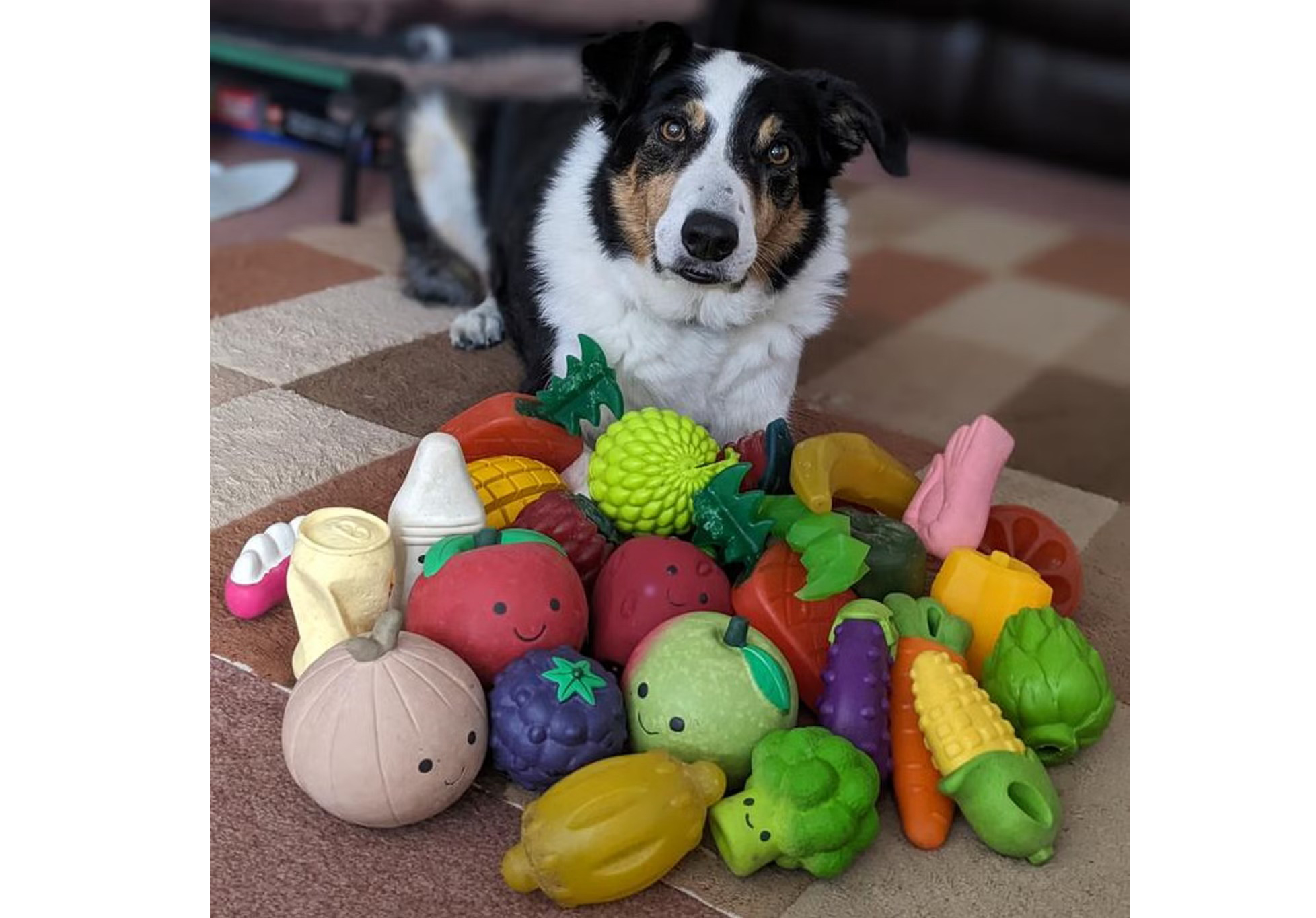 Super-smart, eavesdropping dogs pick up new words like human toddlers