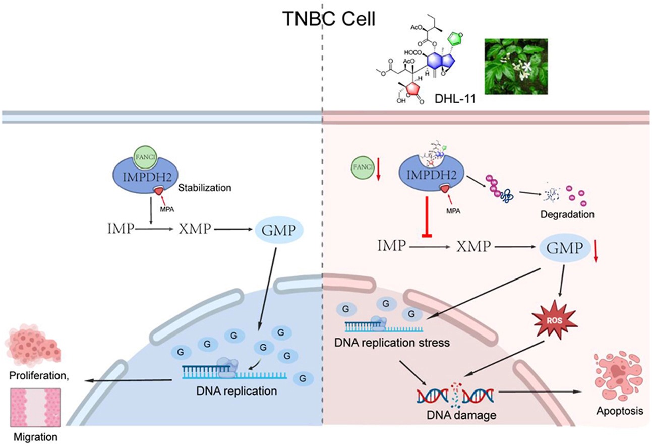 Scientists Discover Plant Compound That Forces Aggressive Breast Cancer Cells Into Self-Destruction
