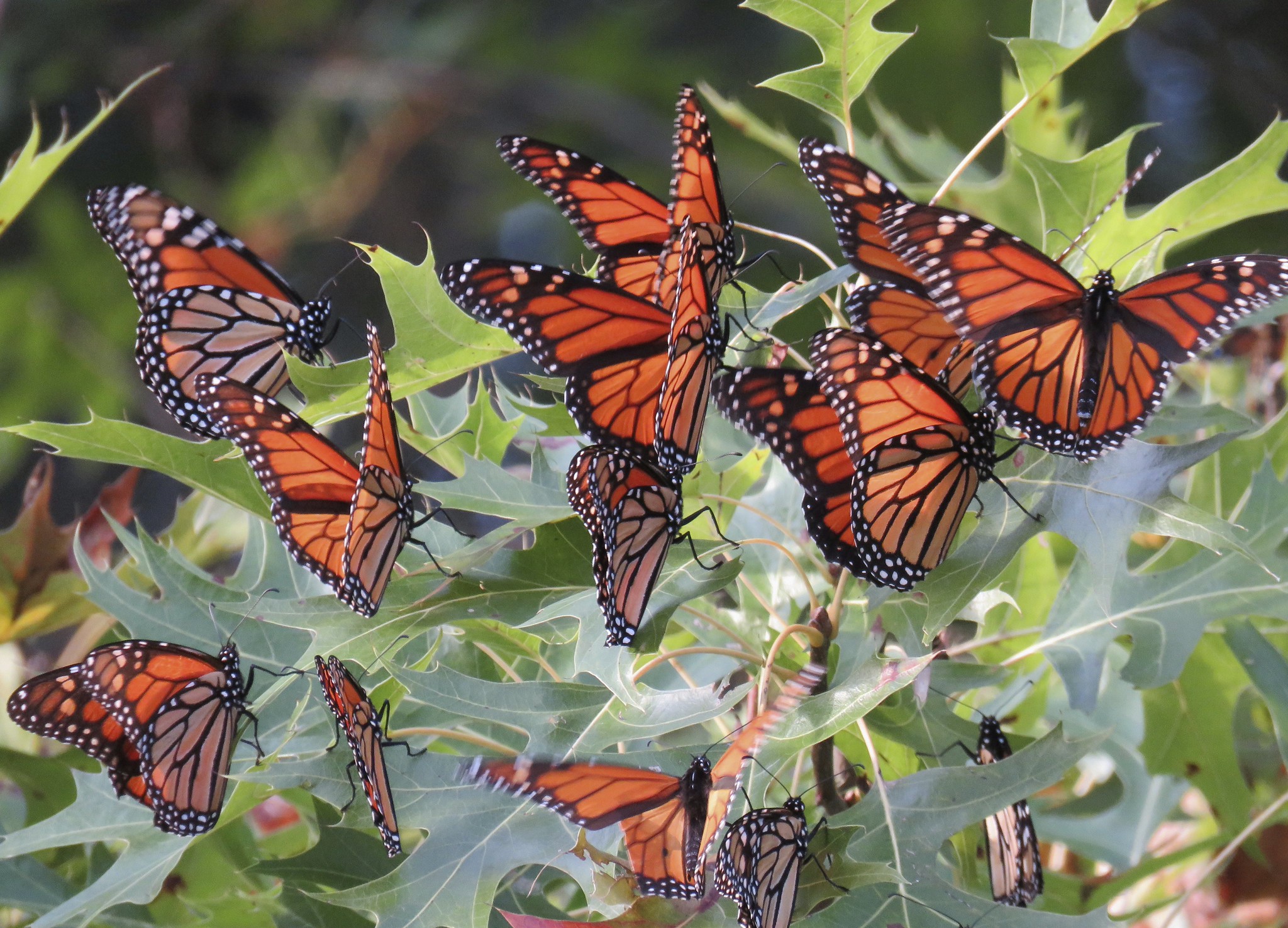 Scientists finally have something hopeful to tell us about monarch butterflies