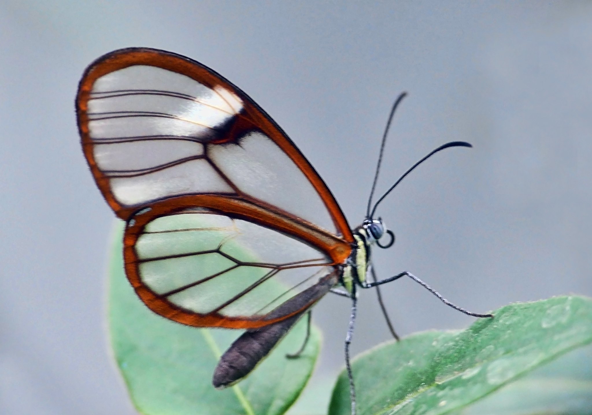 Tech giants launch AI-powered ‘Project Glasswing’ to identify critical software vulnerabilities