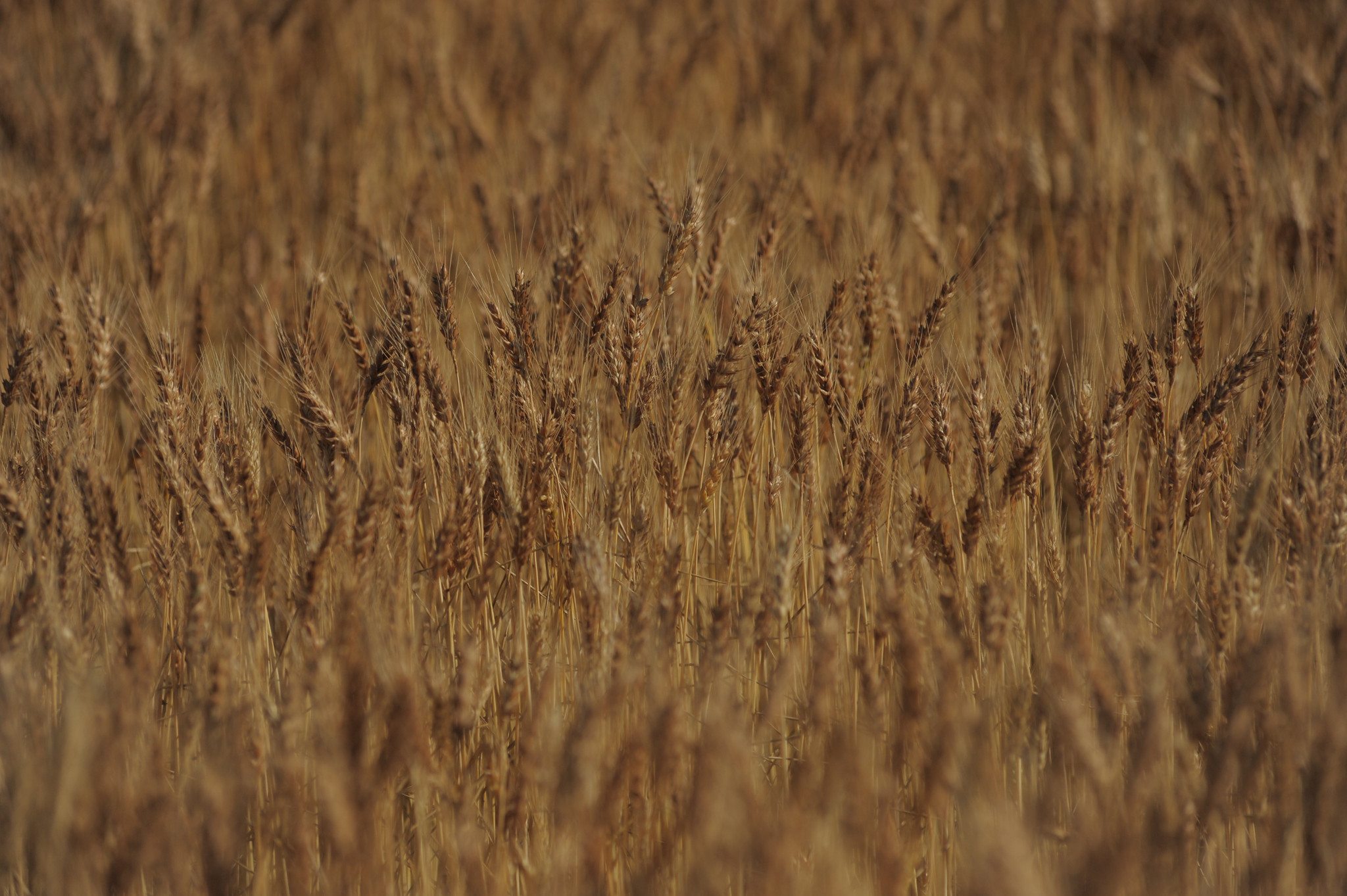 Extreme temperature swings, disease lead to troublesome Kansas wheat outlook